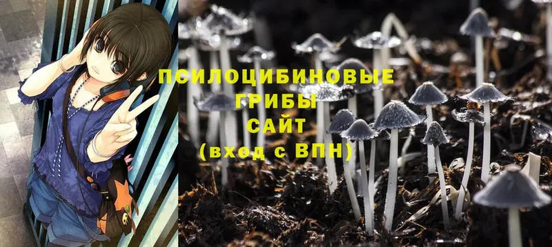 hydra ССЫЛКА  Новоузенск  Галлюциногенные грибы Cubensis 